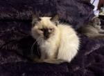Penelope - Ragdoll Cat For Sale - Etters&comma; PA&comma; US