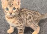 Kittens - Bengal Cat For Sale - Christmas&comma; FL&comma; US