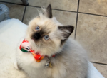 Joyzie - Ragdoll Cat For Sale - Mount Joy&comma; PA&comma; US