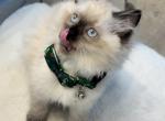 Jazzy - Ragdoll Cat For Sale - Mount Joy&comma; PA&comma; US