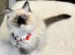 JASPER - Ragdoll Cat For Sale - Mount Joy&comma; PA&comma; US