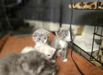Queenies Scottish Folds 2 - Scottish Fold Cat For Sale - Denver&comma; CO&comma; US