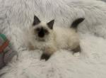 Rosetta - Birman Cat For Sale - Mount Vernon&comma; WA&comma; US