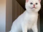 Maks - British Shorthair Cat For Sale - Bensalem&comma; PA&comma; US