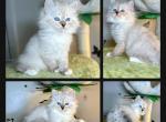Opal's 1st Litter Enid - Siberian Cat For Sale - 