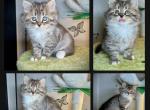 Opal's 1st Litter Iris - Siberian Cat For Sale - 
