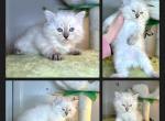 Opal's 1st Litter Finn - Siberian Cat For Sale - 