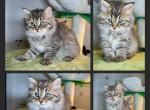 Opal's 1st Litter Marcy - Siberian Cat For Sale - Conyngham&comma; PA&comma; US