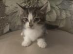 Missy Mistletoe - Munchkin Cat For Sale - Salem&comma; OR&comma; US