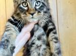 Bagel - Maine Coon Cat For Sale - Grant Valkaria&comma; FL&comma; US