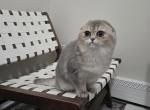 Chanel - Scottish Fold Cat For Sale - Levittown&comma; PA&comma; US