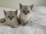 Bubbles - Siamese Cat For Sale - Westfield&comma; MA&comma; US