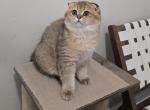 Coco - Scottish Fold Cat For Sale - Levittown&comma; PA&comma; US