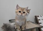 Cheddar - Scottish Straight Cat For Sale - Levittown&comma; PA&comma; US