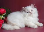 Juliya - British Shorthair Cat For Sale - Norwalk&comma; CT&comma; US