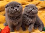 Blue Scottish fold kitty - Scottish Fold Cat For Sale - Chicago&comma; IL&comma; US