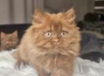 Elf - British Shorthair Cat For Sale - Hollywood&comma; FL&comma; US