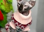 Gizmo - Bambino Cat For Sale - Norwalk&comma; CT&comma; US