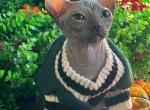 Gavryusha - Bambino Cat For Sale - Norwalk&comma; CT&comma; US