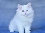 Fialka - Siberian Cat For Sale - Miami&comma; FL&comma; US