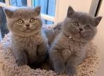 Scottish Straight - Scottish Straight Cat For Sale - Chicago&comma; IL&comma; US