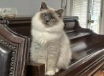 Ms Pearl Available - Ragdoll Cat For Sale - Mount Vernon&comma; WA&comma; US
