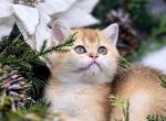 Delilah - Scottish Straight Cat For Adoption - Watertown&comma; NY&comma; US