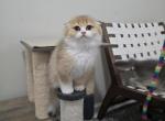 Lollipop - Scottish Fold Cat For Sale - Levittown&comma; PA&comma; US