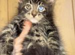 Bobby  Pure baby Main Coon male - Maine Coon Cat For Sale - Grant Valkaria&comma; FL&comma; US