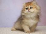 Saharok black golden shaded british longhair boy - British Shorthair Cat For Sale - Los Angeles&comma; CA&comma; US
