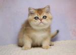 Kruasan golden shaded ny 11 british shorthair - British Shorthair Cat For Sale - Los Angeles&comma; CA&comma; US