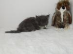 Blue Panda - Maine Coon Cat For Sale - Union City&comma; MI&comma; US