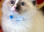 Xmas Kittens 2 - Ragdoll Cat For Sale - Mount Joy&comma; PA&comma; US