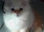 CFA Registered Male Flame Point Himalayan - Himalayan Cat For Sale - Perry&comma; FL&comma; US