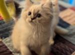 CFA Registered Male Lynx Point Himalayan - Himalayan Cat For Sale - Perry&comma; FL&comma; US