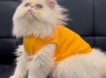 Mickey - Persian Cat For Sale - Pembroke Pines&comma; FL&comma; US