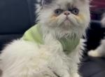 Polar - Persian Cat For Sale - Pembroke Pines&comma; FL&comma; US