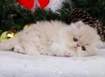 Pixie - Persian Cat For Sale - Boiling Springs&comma; PA&comma; US