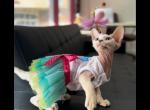 Adriana - Devon Rex Cat For Sale - Norwalk&comma; CT&comma; US