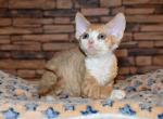 Pokemon - Devon Rex Cat For Sale - Norwalk&comma; CT&comma; US