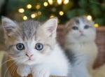 U N I C E - Scottish Straight Cat For Sale - Fontana&comma; CA&comma; US