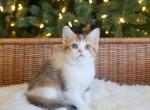 U L A N I - Scottish Straight Cat For Sale - Fontana&comma; CA&comma; US