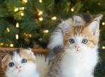 U R V I E - Scottish Straight Cat For Sale - Fontana&comma; CA&comma; US