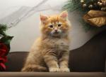 Keeper of RomanovCats - Siberian Cat For Sale - Ashburn&comma; VA&comma; US