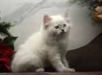 Kiska of RomanovCats - Siberian Cat For Sale - Ashburn&comma; VA&comma; US