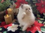 Frosty bi color blue and white male - Persian Cat For Sale - Delta&comma; PA&comma; US