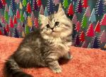 Christmas kittens - Scottish Fold Cat For Sale - Tukwila&comma; WA&comma; US