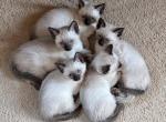 Zero and Zen's Litter - Siamese Cat For Sale - Center Moriches&comma; NY&comma; US