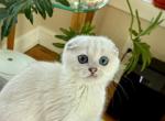 Bebi - Scottish Fold Cat For Sale - Bergenfield&comma; NJ&comma; US