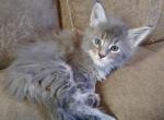 Ember - Maine Coon Cat For Sale - Trevor&comma; WI&comma; US
